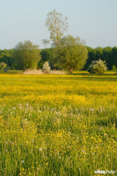 Hooilanden met grachtjes