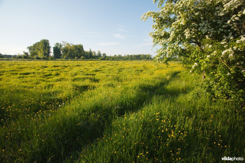 Reliëfrijk grasland