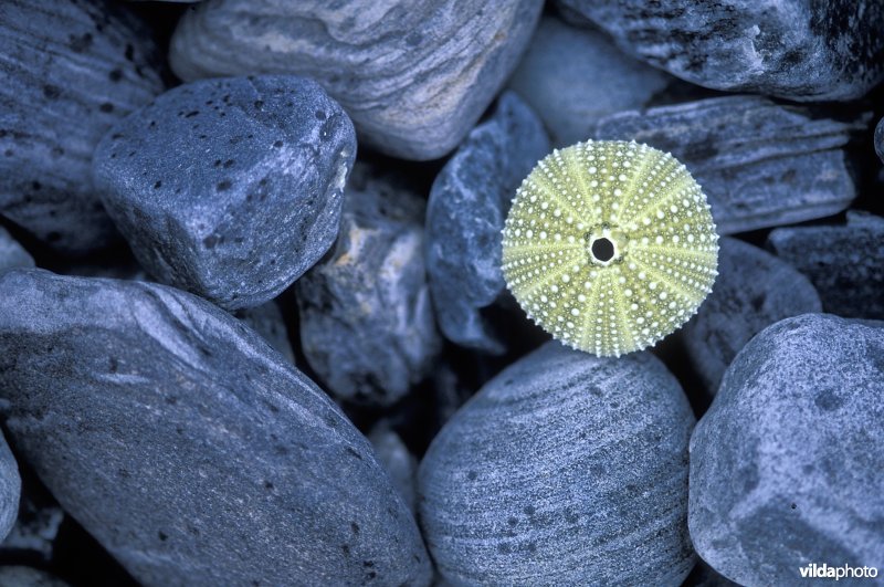 Zee-appel op een Noors strand