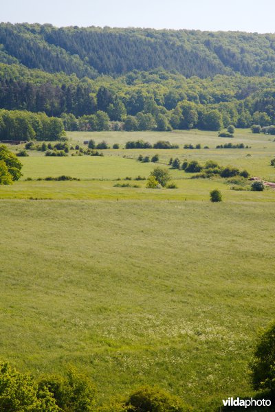 Hooiland met kleine landschapselementen