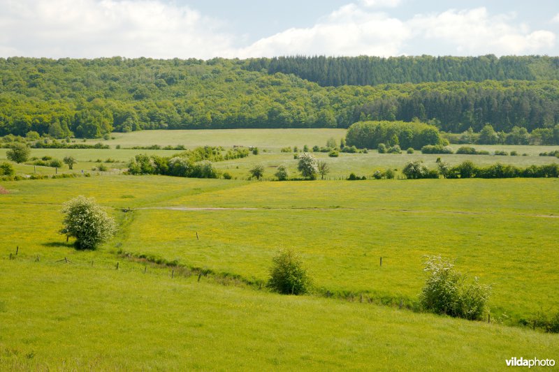 Graslanden met kleine landschapselementen
