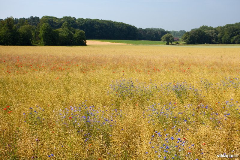 Bloemrijke akker