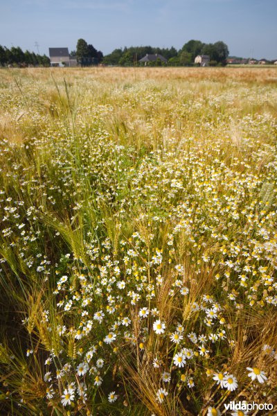 Bloemrijke akkerrand
