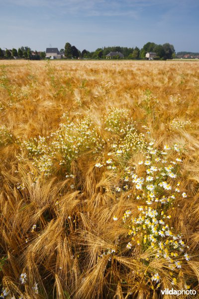 Bloemrijke akkerrand