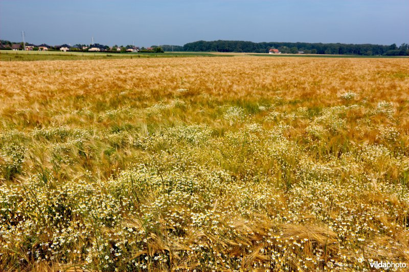 Bloemrijke akkerrand