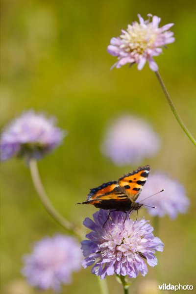 Kleine vos op Knautia