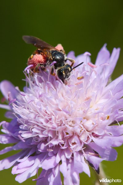 Knautiabij op Knautia