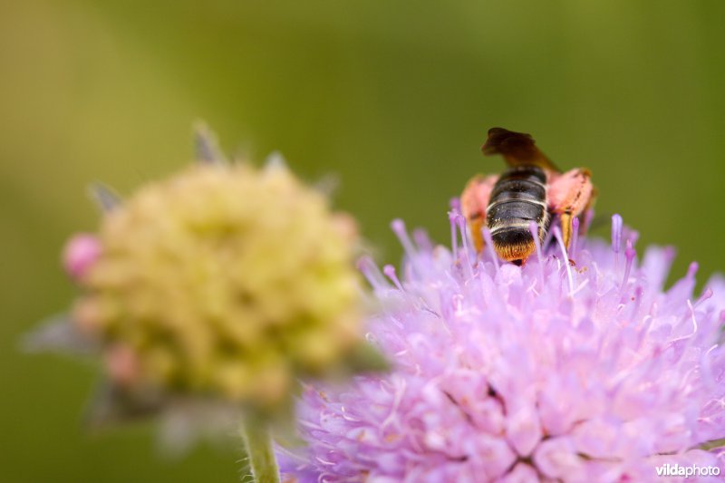 Knautiabij op Knautia