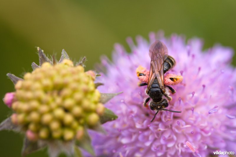 Knautiabij op Knautia