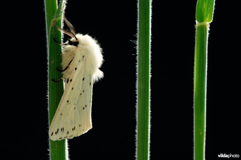 Mannetje Witte tijger