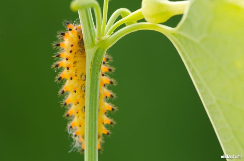 Rups van pijpbloemvlinder