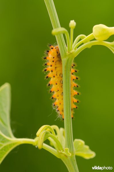 Rups van pijpbloemvlinder