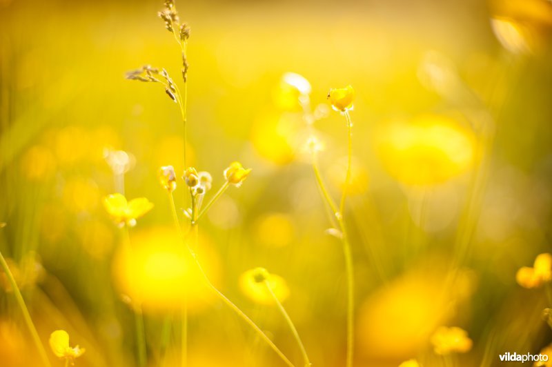 Boterbloemenweelde