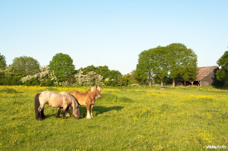 Belgisch trekpaard op Cortenoever