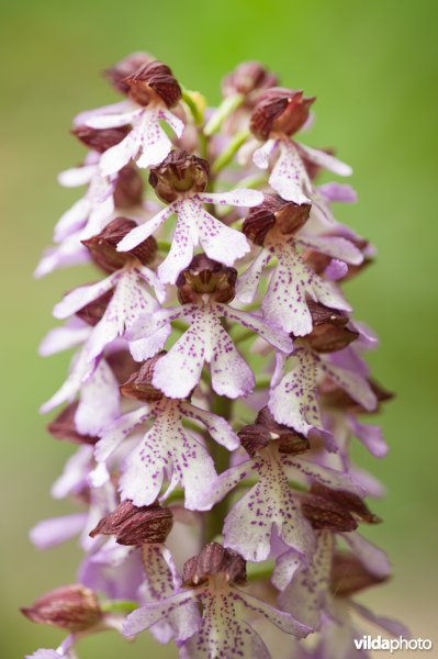 Purperorchis