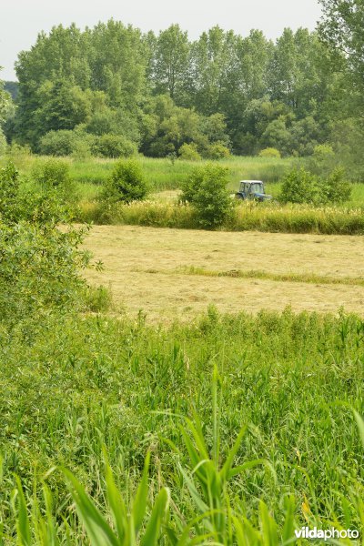 Bulbierbroek