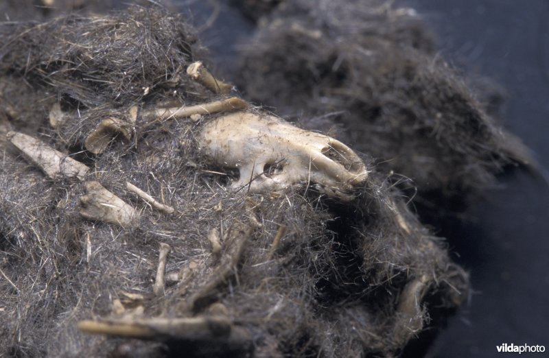 Huisspitsmuis in braakbal