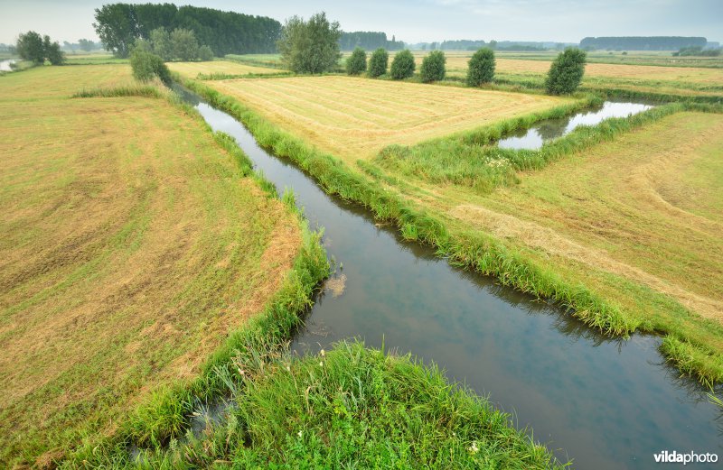 Scherenmeersen