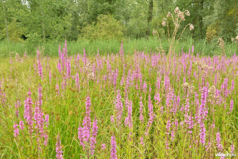 Vlassenbroekse polders
