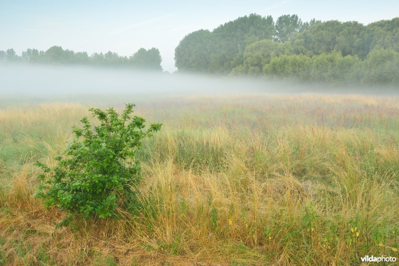 Graslanden langs de Grote Nete