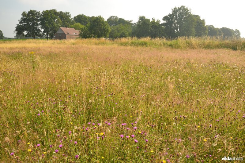 Graslanden langs de Grote Nete