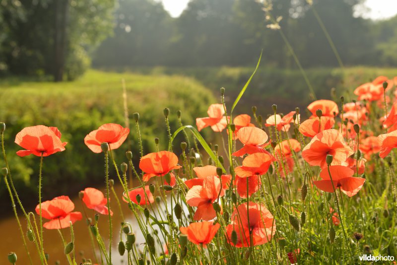 Grote Nete