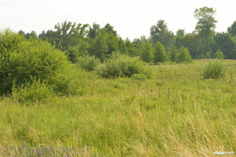 Vallei Zammelsbroek