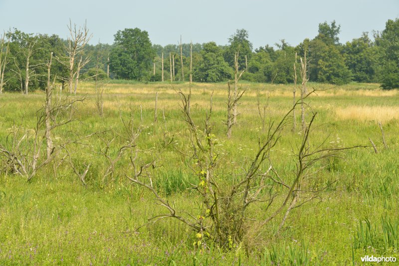 Natuurreservaat Zammelsbroek