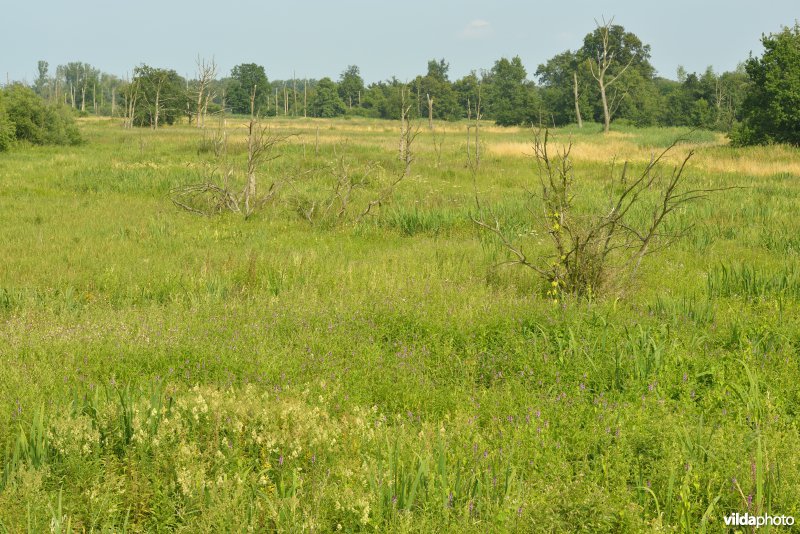 Natuurreservaat Zammelsbroek