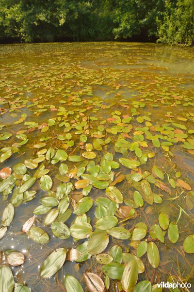 Natuurreservaat Zammelsbroek