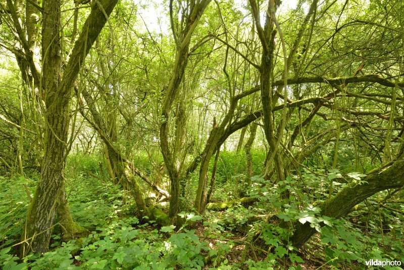 Natuurreservaat Zammelsbroek