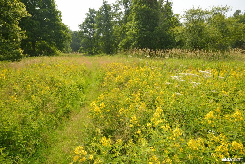 Natuurreservaat Zammelsbroek