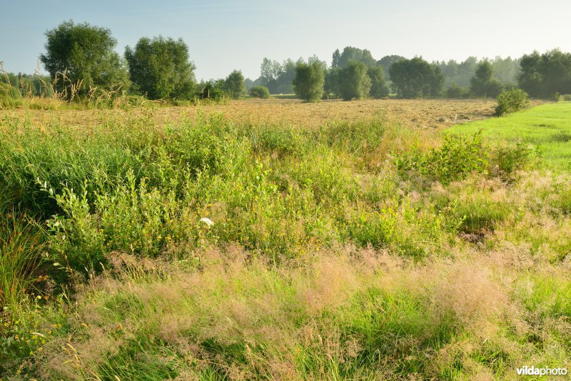 Graslanden langs de Grote Nete