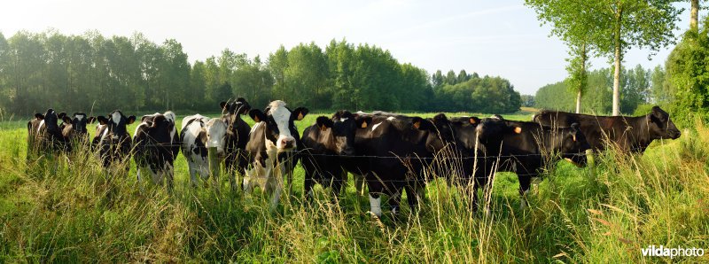 Schouselbroek