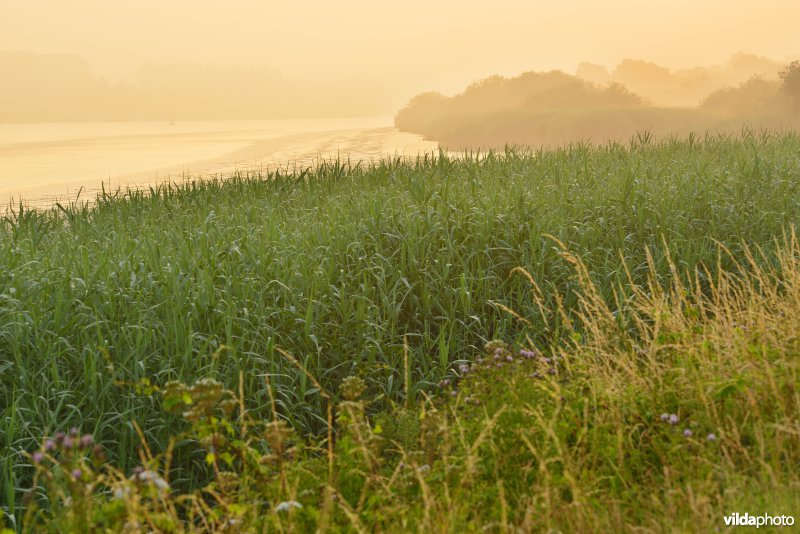 Zoetwaterschorren langs de Schelde