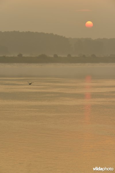 Schelde