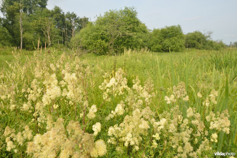 Natuurreservaat Zammelsbroek