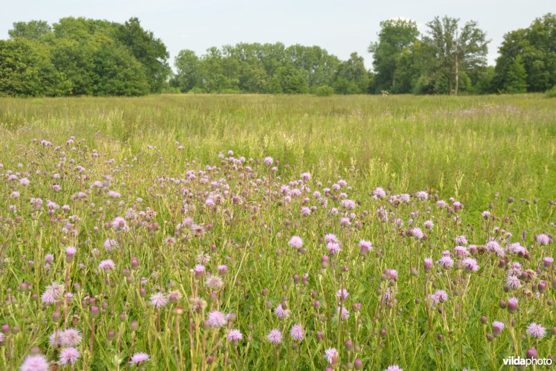 Vallei Zammelsbroek