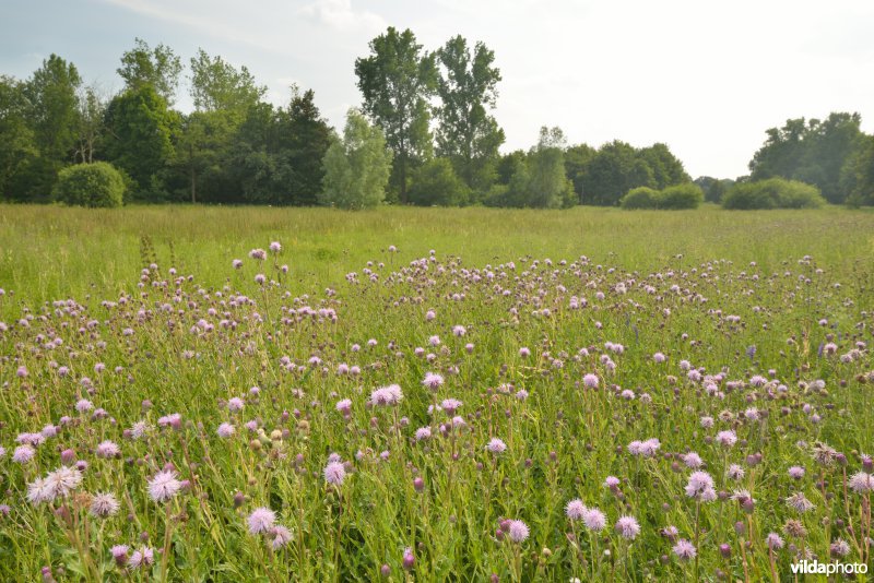 Vallei Zammelsbroek