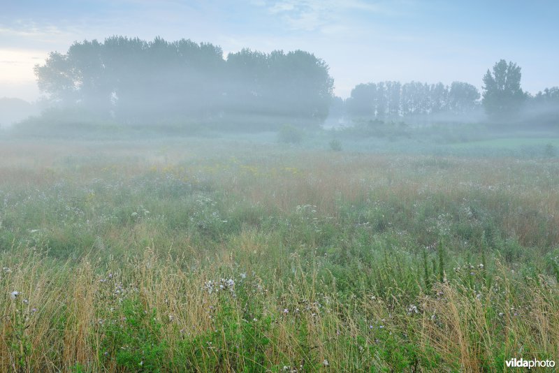 Bulbierbroek