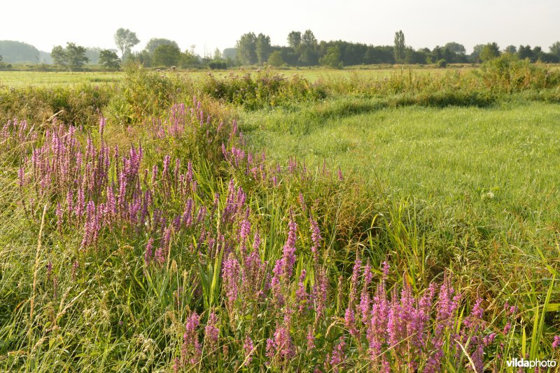 Weijmeerbroek