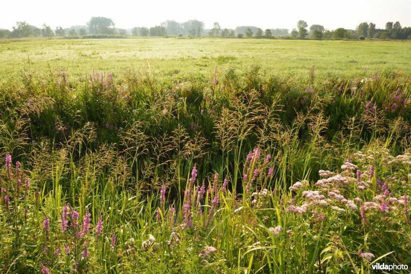 Weijmeerbroek
