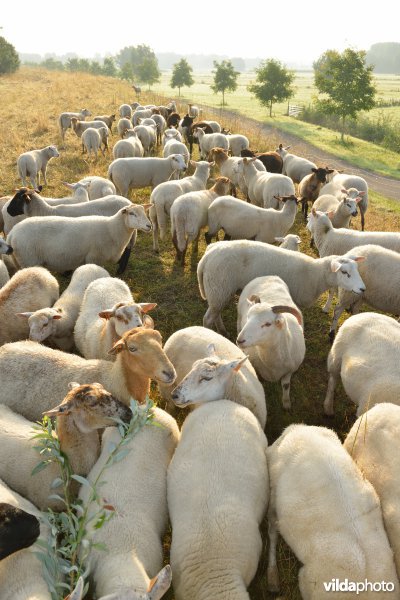 Dijkbegrazing door schapen