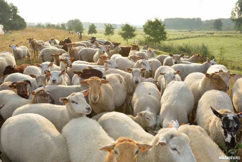 Dijkbegrazing door schapen