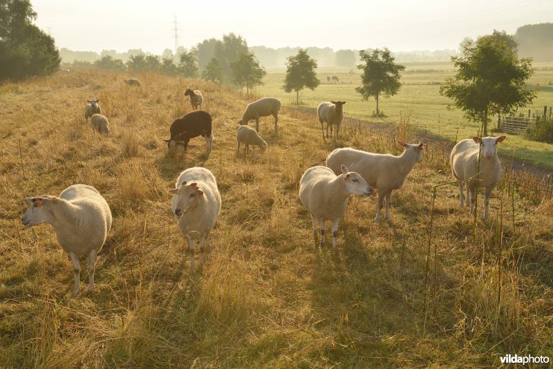 Dijkbegrazing door schapen