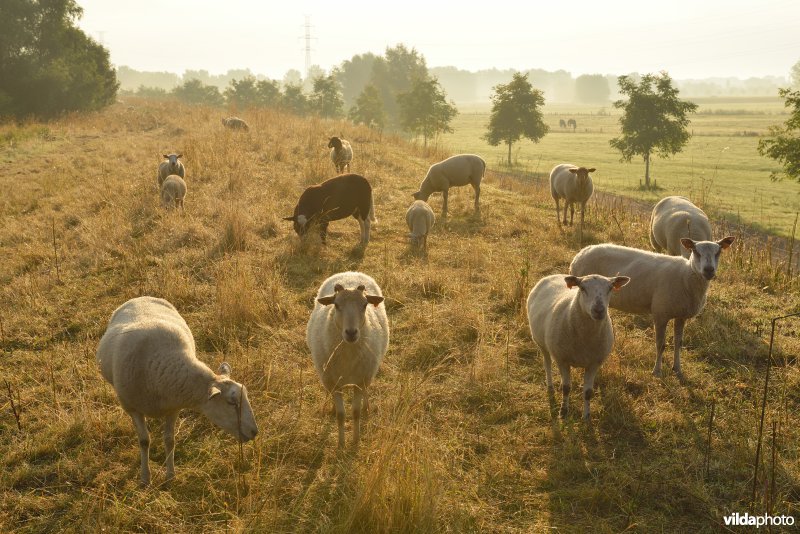 Dijkbegrazing door schapen