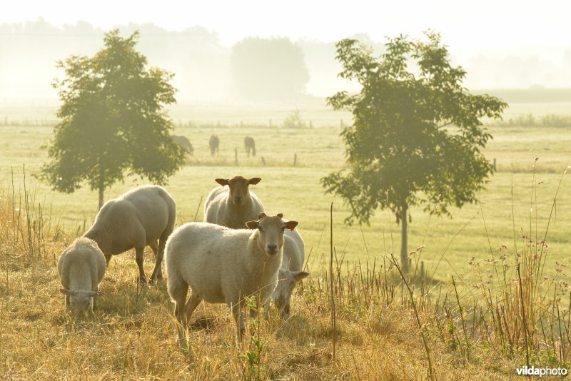 Dijkbegrazing door schapen