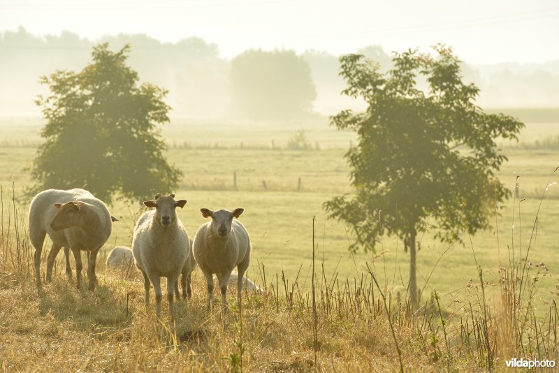 Dijkbegrazing door schapen