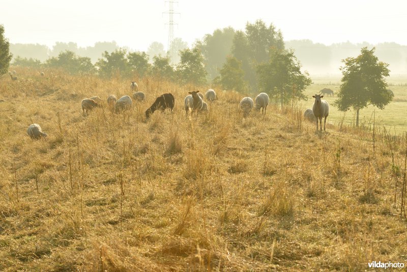 Dijkbegrazing door schapen