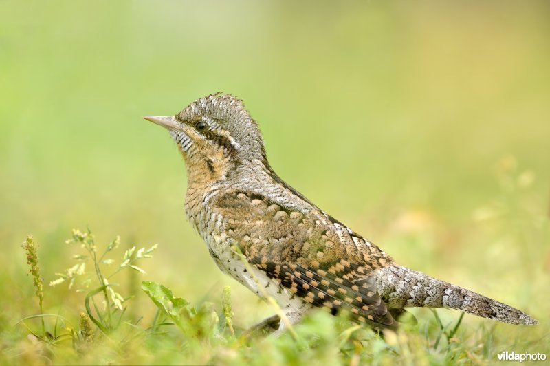 Draaihals in het gras op zoek naar mieren
